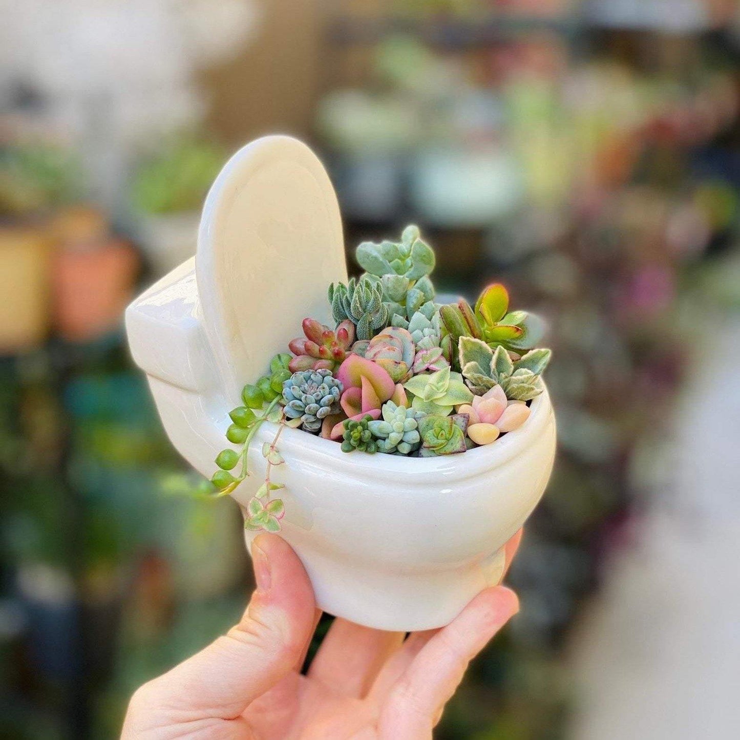 Jardinière succulente de toilette en céramique faite à la main