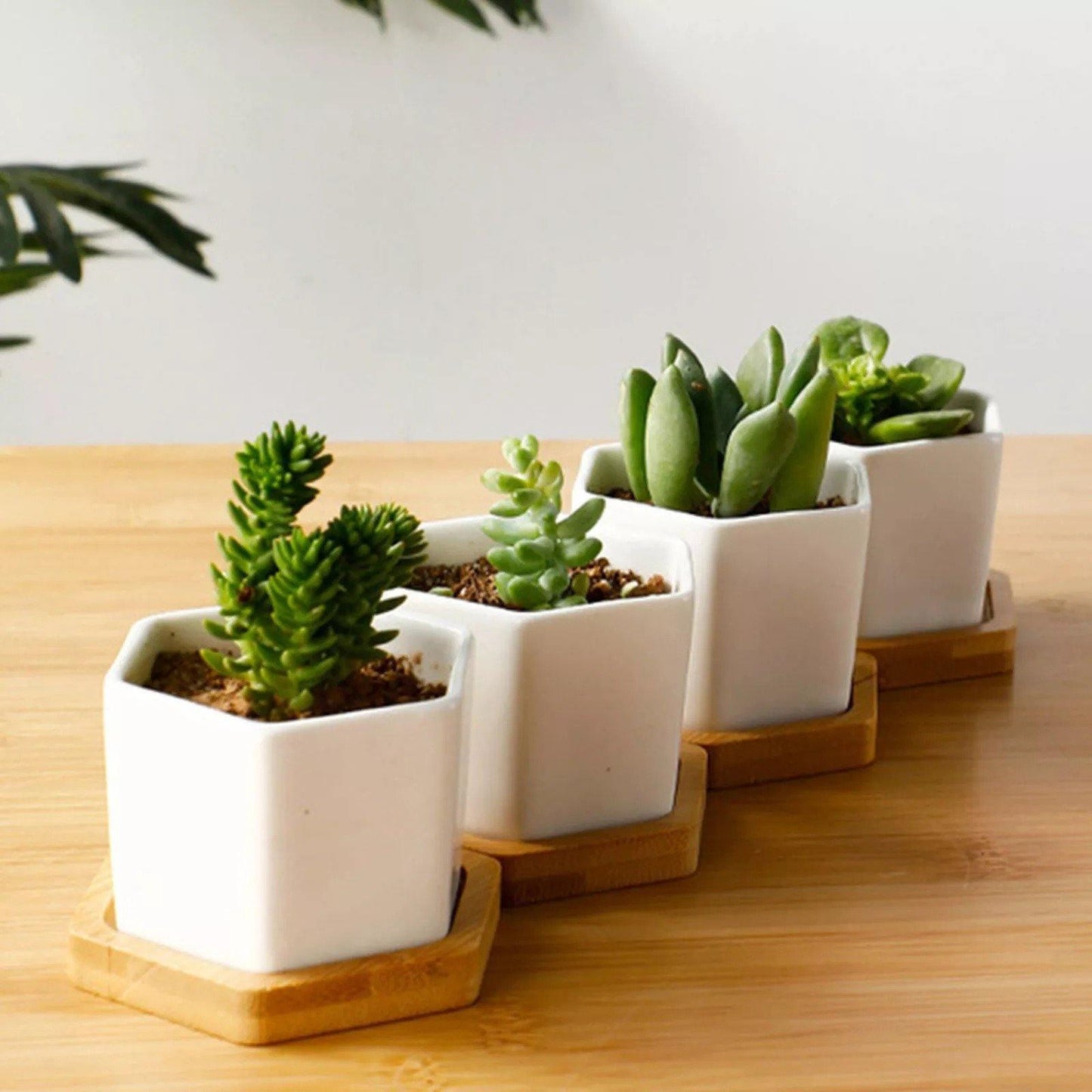 Hexagon Ceramic Succulent Planter with Bamboo Saucer