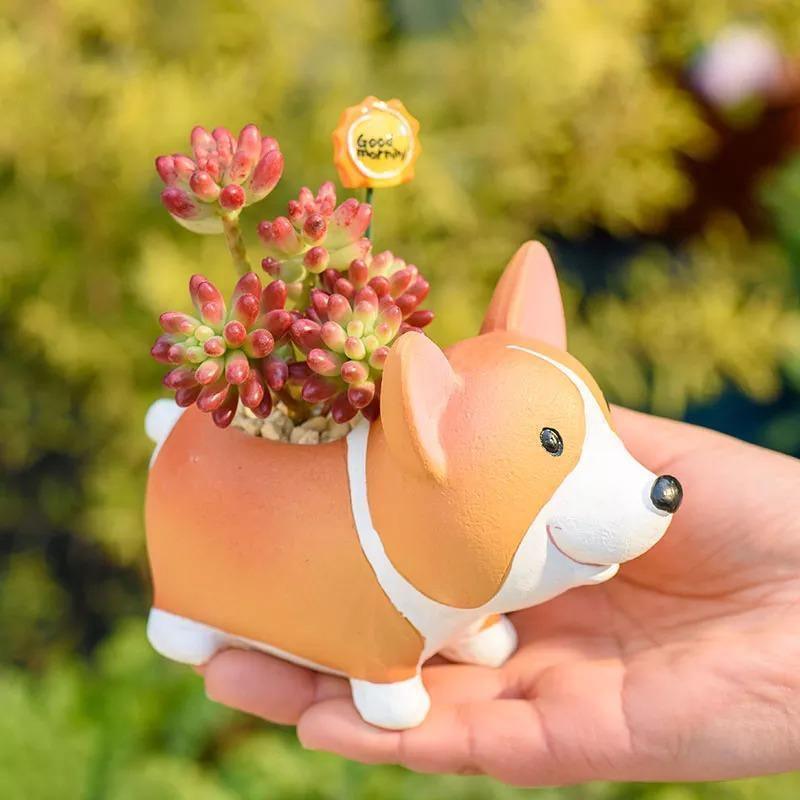 Corgi Sukkulenten Übertopf