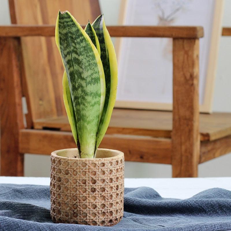 Jardinière en ciment à texture de rotin naturel